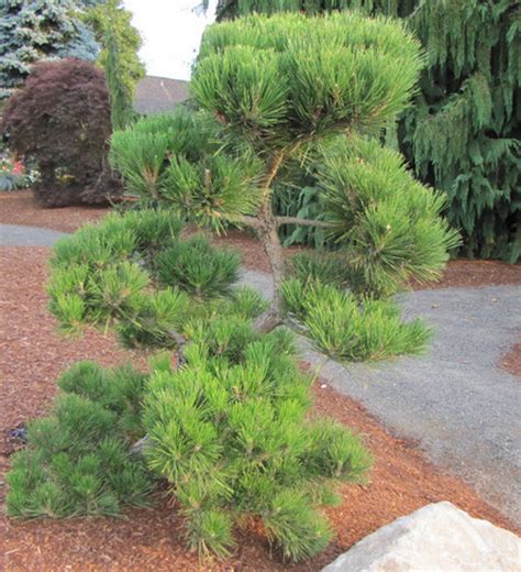 Pinus Thunbergiana - Japansk Sort Pine